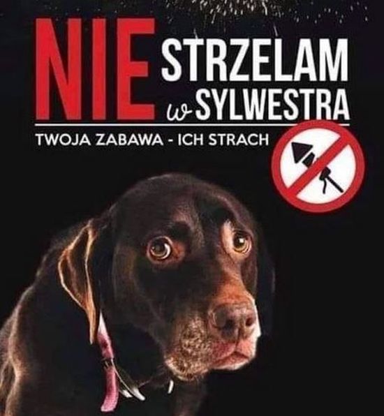 Zdjęcie pokazujące wystroszonego psa podczas strzelania fajerwerkami